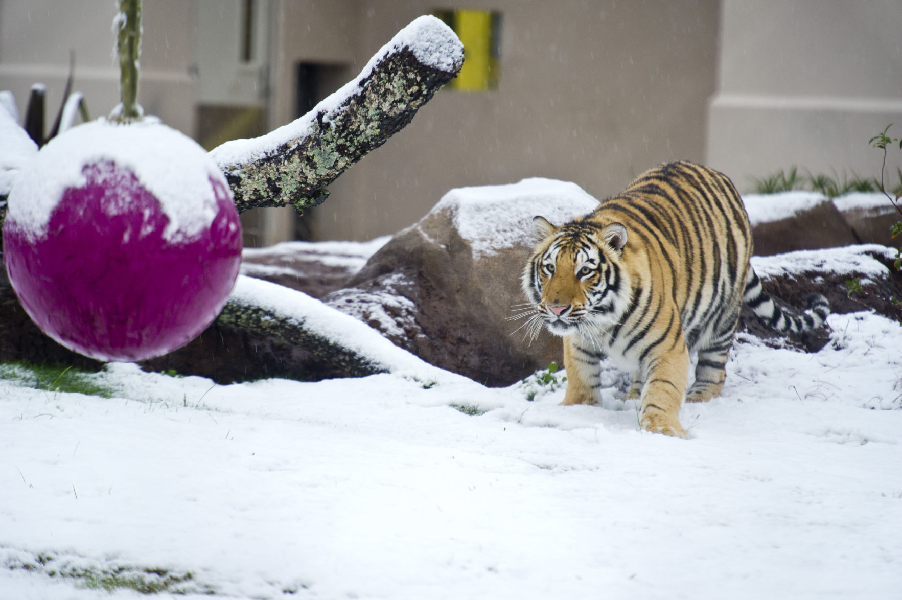 BR.snowdayjb 012.JPG